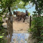 Yelapa Ubers waiting by Casa Isabel gate. February 2022